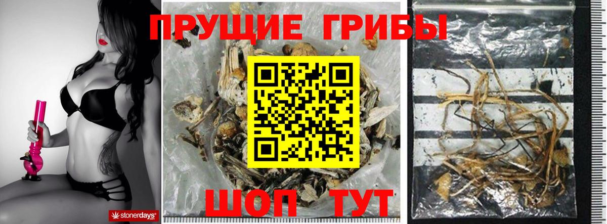 Псилоцибиновые грибы Psilocybe Новороссийск